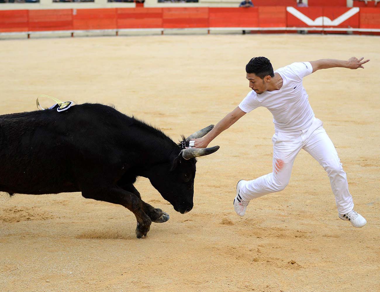 Courses Camarguaise